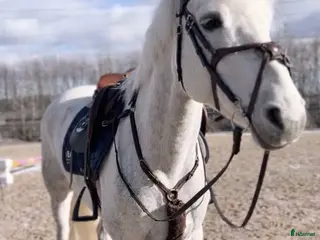 medryttarhäst finnes: Medryttare sökes till maxad D-ponny i Varberg - Annons 2