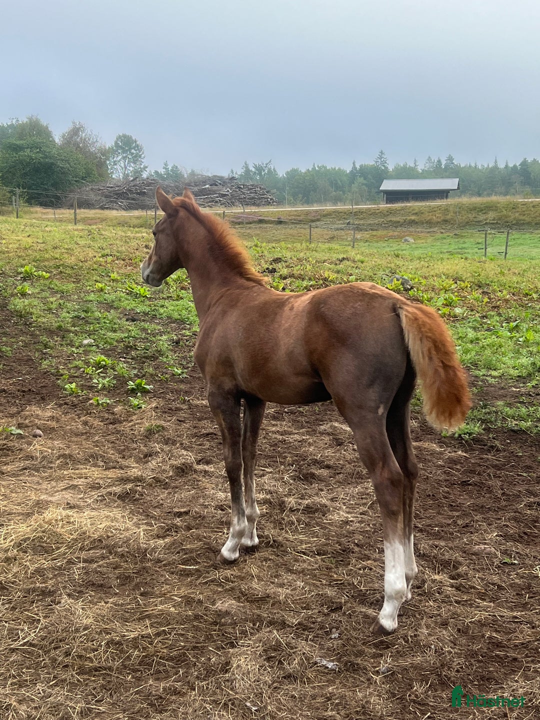 Hoppning hästar till salu: Vacker ädelsten! i Strömsnäsbruk - Annons 3