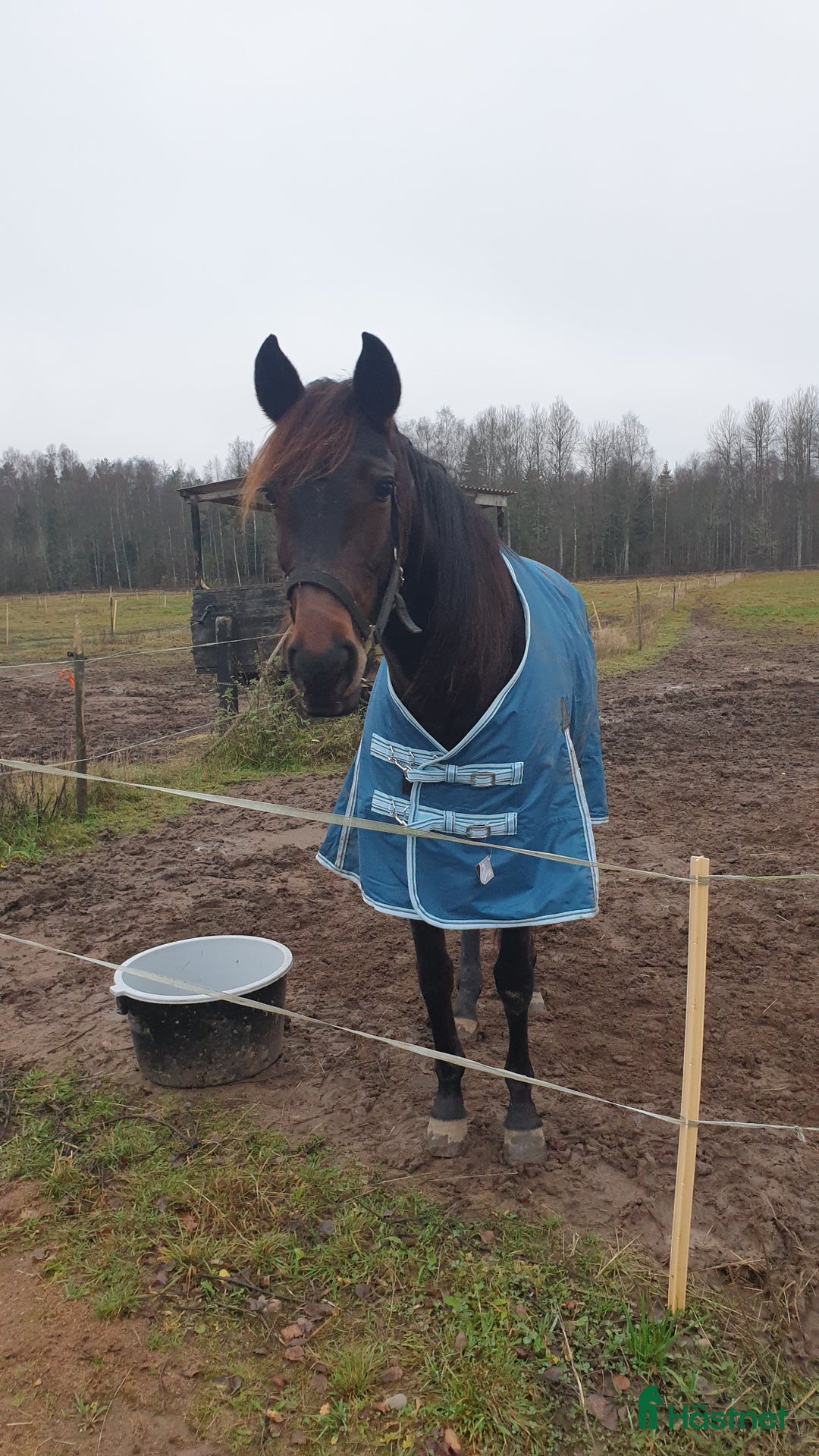 Trav hästar till salu: Sött sto och/eller snygg valack i Vretstorp - Annons 4