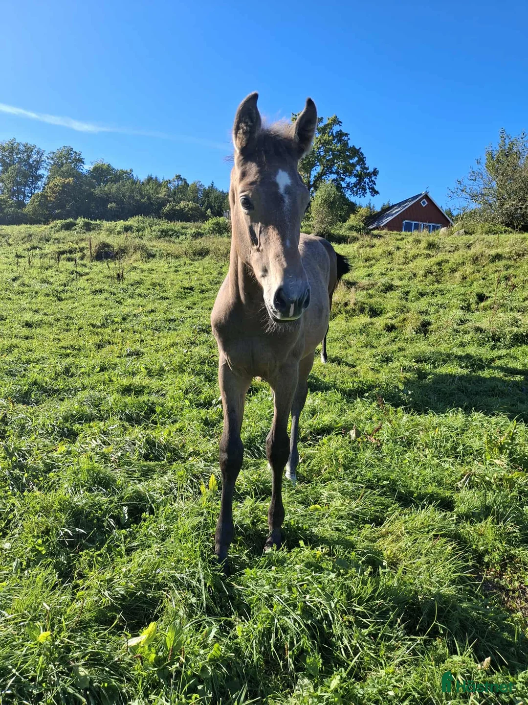 Hoppning hästar till salu: Uttrycksfullt stoföl med fantastisk hoppstam! i Ullared - Annons 4