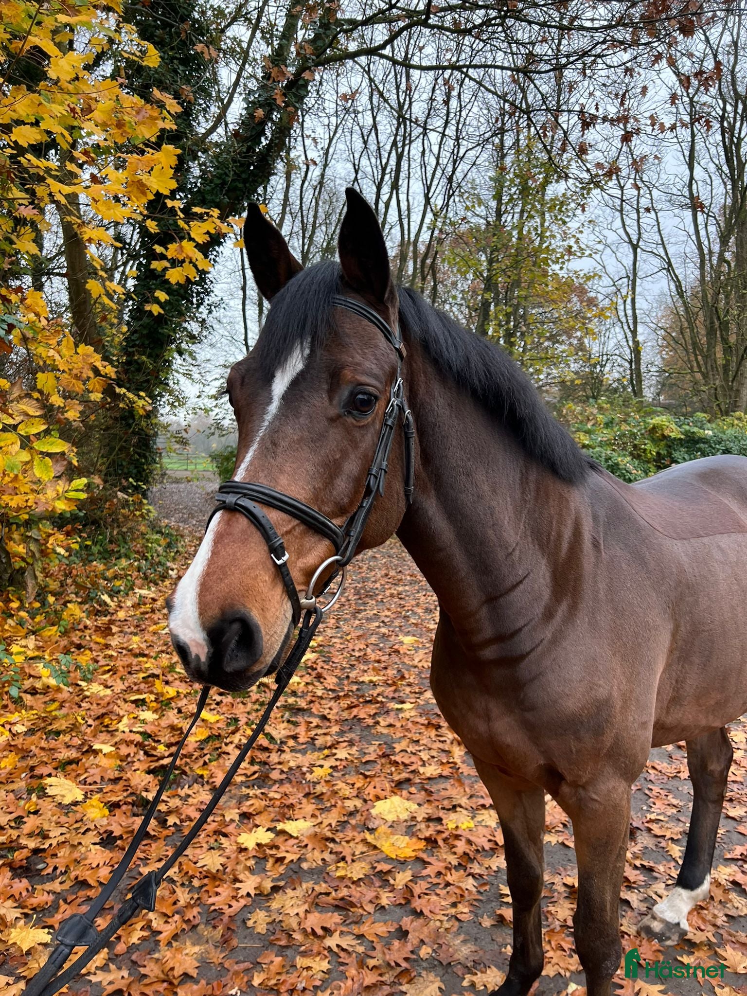  hästar Trevlig allroundhäst i Dösjebro - Annons 18
