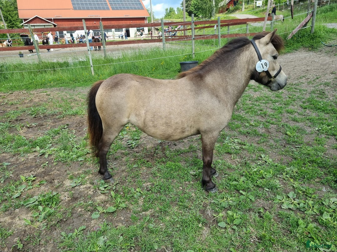 Sällskap hästar till salu: Minishetlandssto i Väderstad - Annons 3