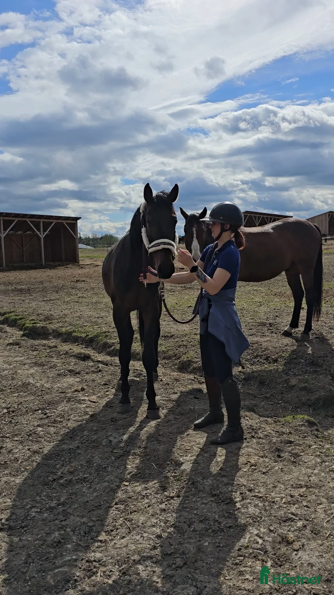 Allround hästar till salu: Ej påbörjad treåring i Örsundsbro - Annons 4