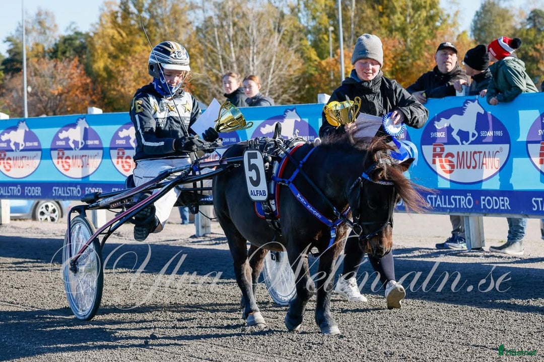 Trav hästar till salu: Toppstammat sto för den satsande!!! i Klagstorp - Annons 5