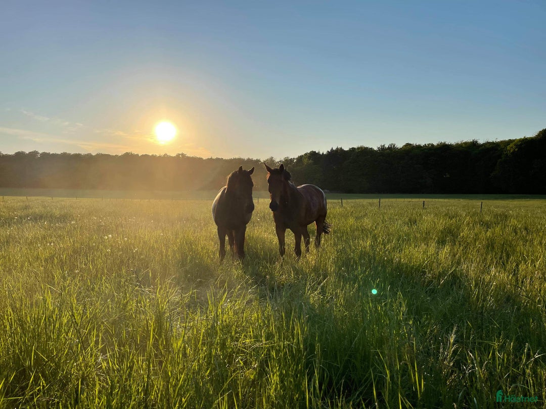  stallplats finnes: Stallplats i Färlöv - Annons 6