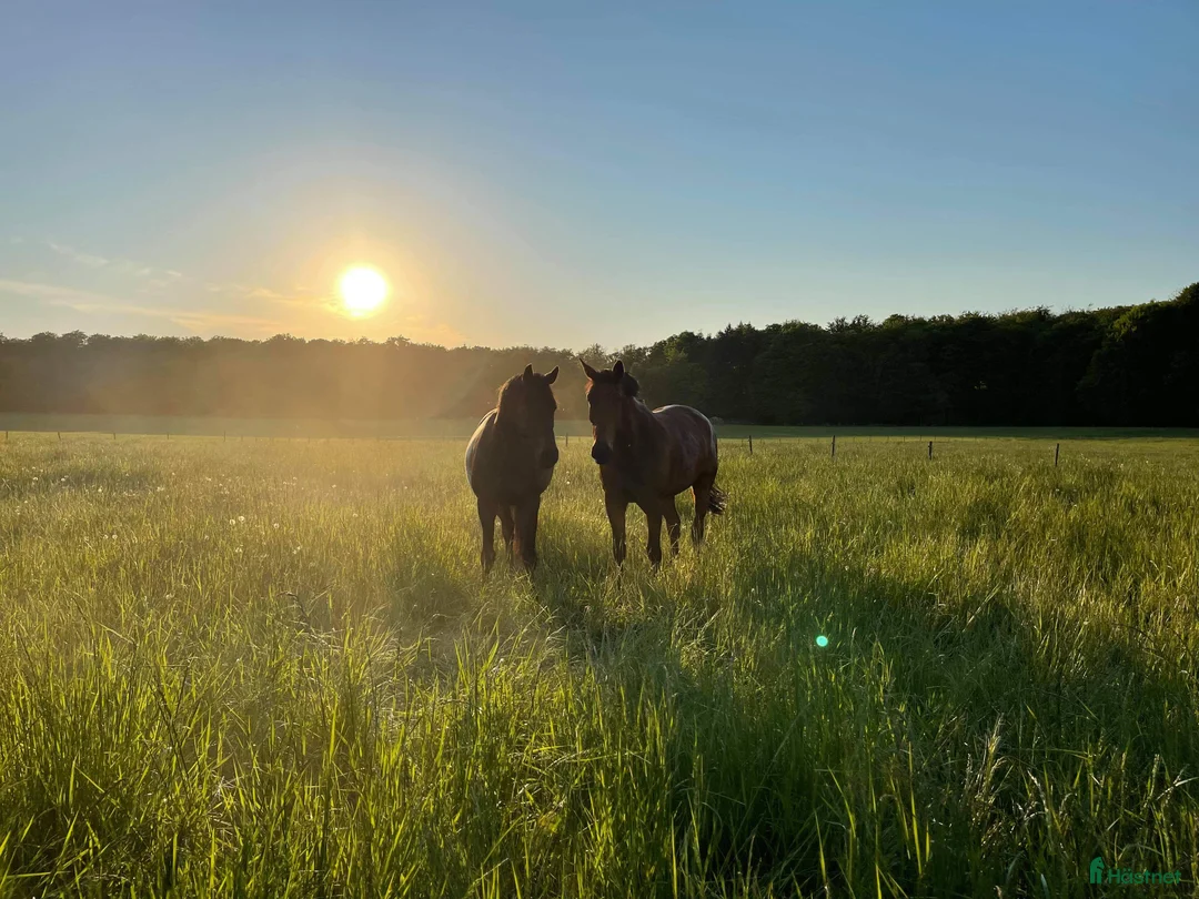  stallplats finnes: Stallplats - Annons 6