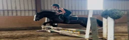 Allround hästar till salu: Lovely gelding 140cm - Annons 5