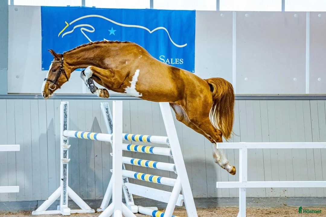 Hoppning hästar till salu: Snygg 5-årig hopphäst efter otroliga Point Break - Annons 1