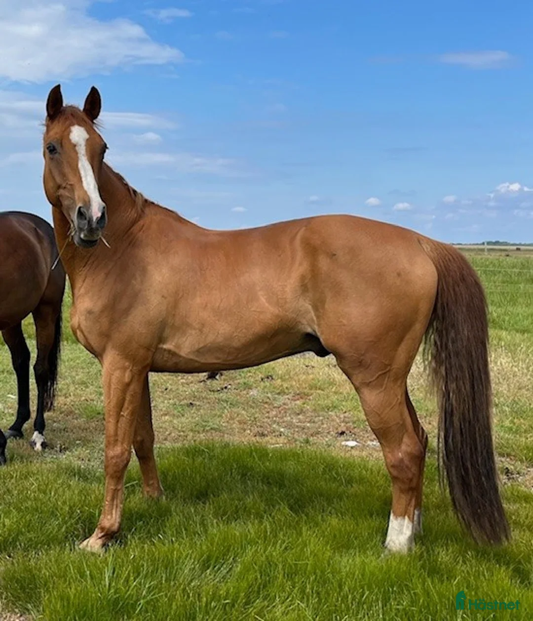 Hoppning hästar till salu: Välutbildad läromästare i Malmö - Annons 2