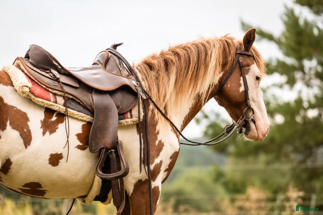 Western hästar till salu: Paint horse sto '24 Overo, Blickfångare !! - Annons 2