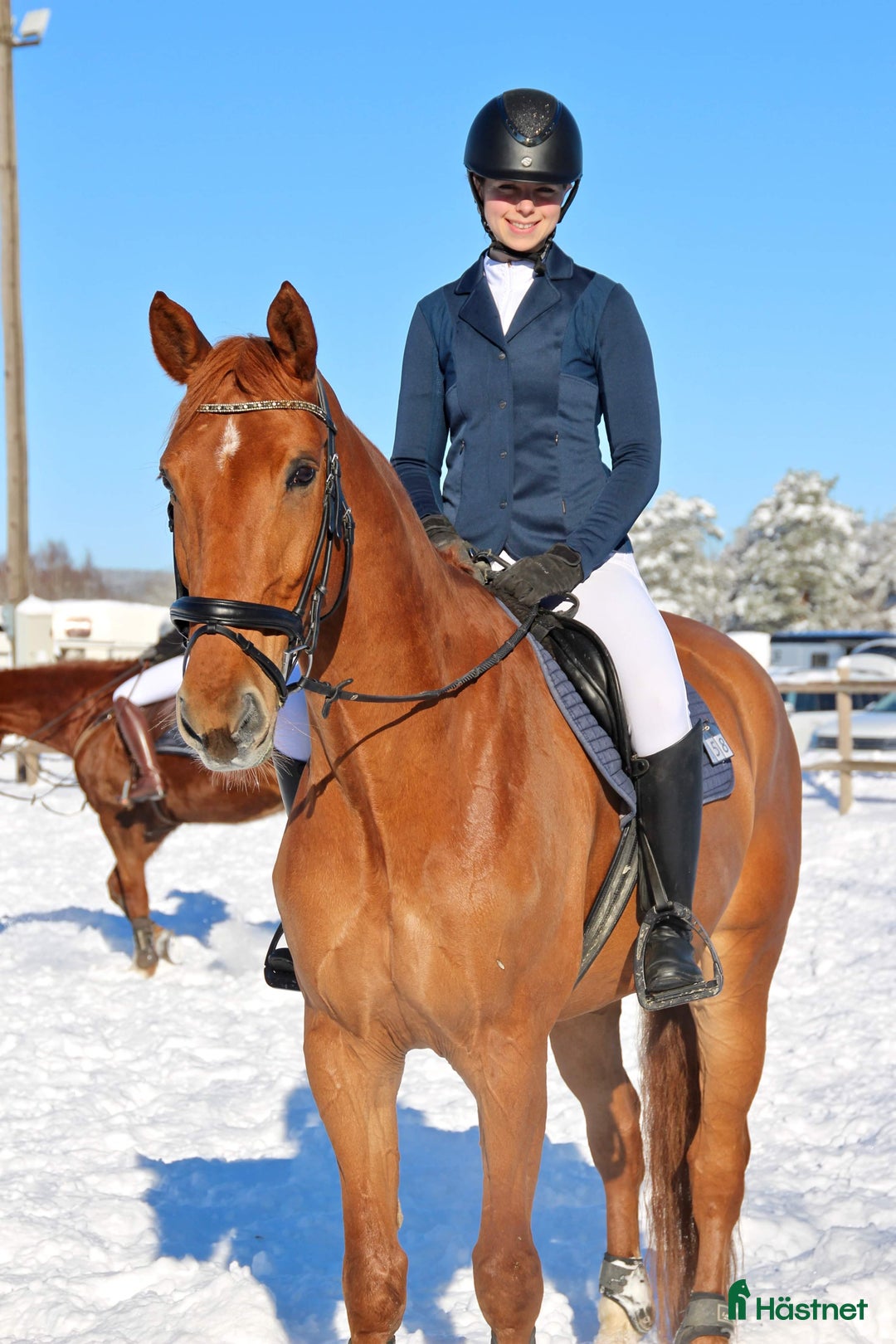 Allround hästar till salu: Ambitiös, välriden valack med kapacitet i Alingsås - Annons 4