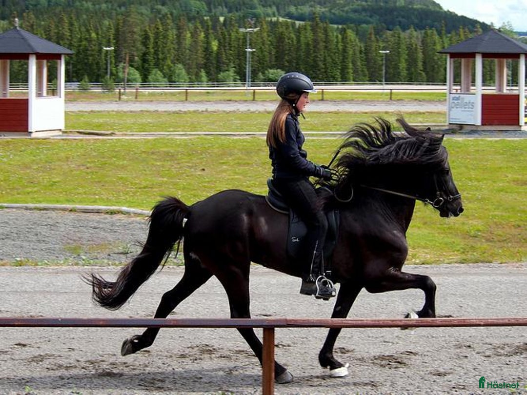 Island hästar till salu: Lovande valack  i Sollefteå - Bild 4