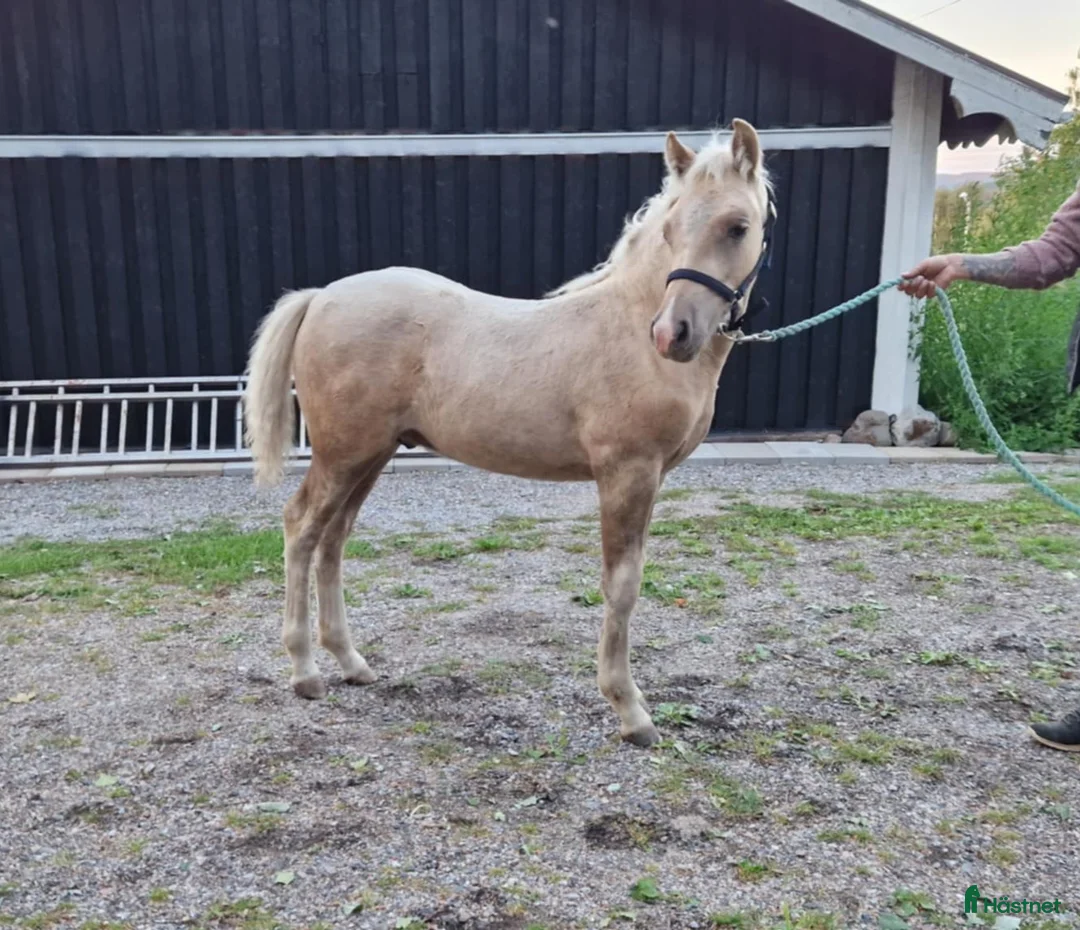 Allround hästar till salu: Rainbow in the Dark  i Bollstabruk - Annons 3