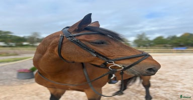  hästar i Norrköping - Annons 2