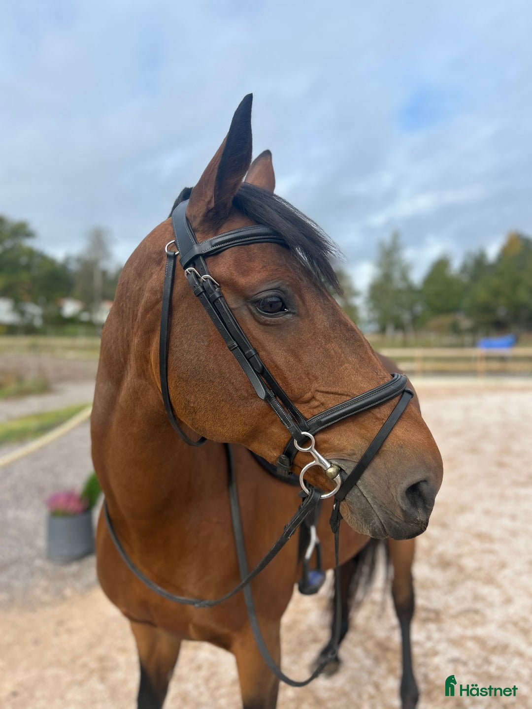 Dressyr hästar till salu: För dig som söker en bästa vän! i Norrköping - Annons 3