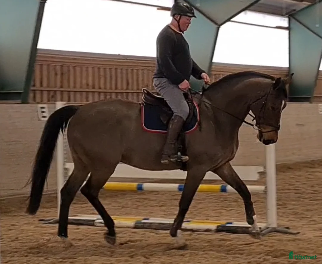 Galleribild {{count}}