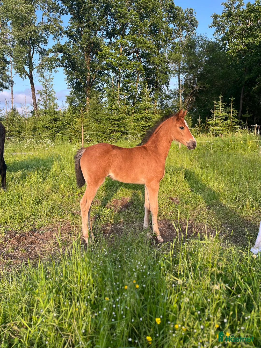 Allround hästar till salu: Framtida tävlingsponny med Galouetblod ⭐️ i Gislaved - Annons 2