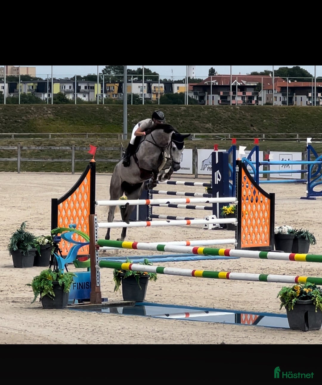 Hoppning hästar till salu: Lovende springhest  - Annons 1