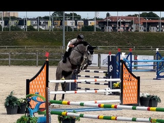 hästar Lovende springhest - Annons 8