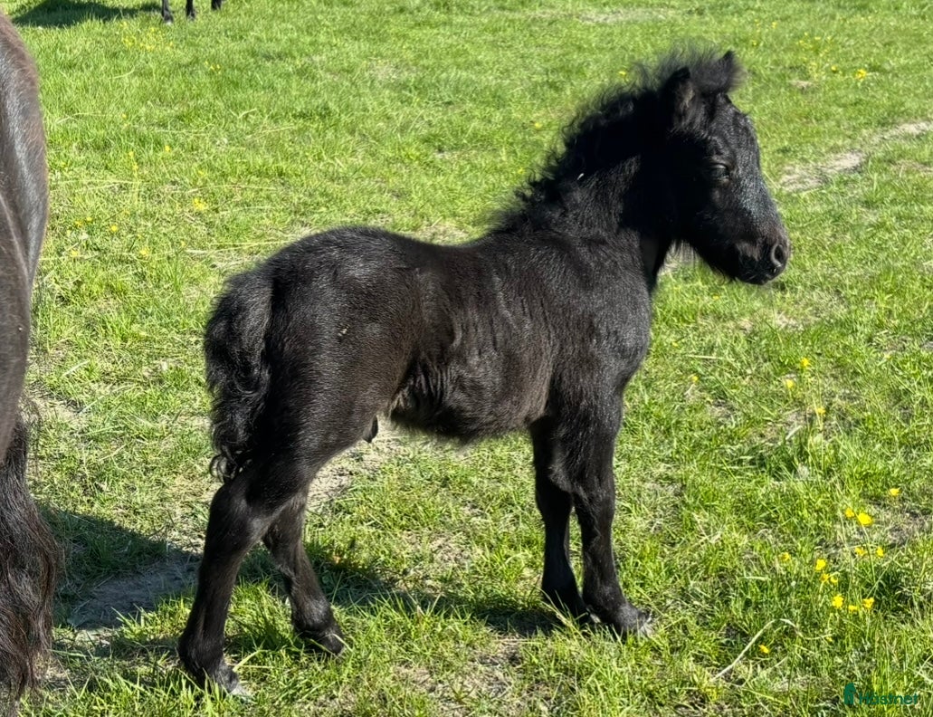  hästar Lovande hingstföl  i Väddö - Annons 11