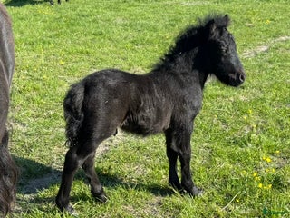 hästar Lovande hingstföl i Väddö - Annons 10