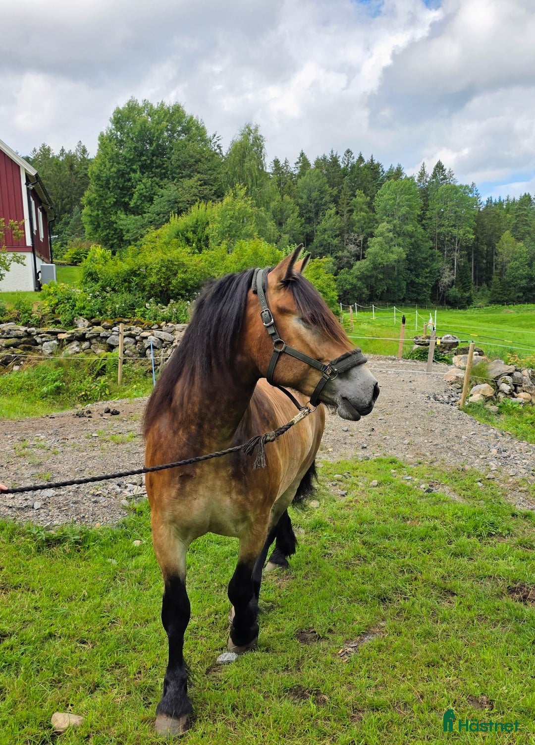 Allround hästar till salu: Lovande rid- och körhäst i Kungsäter - Annons 3