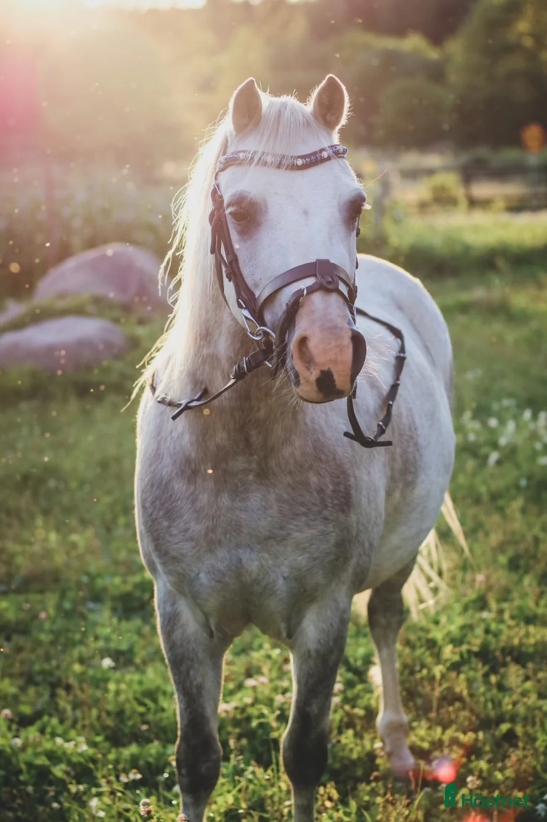 Allround hästar till salu: Vår sagoponny är till salu - Annons 3