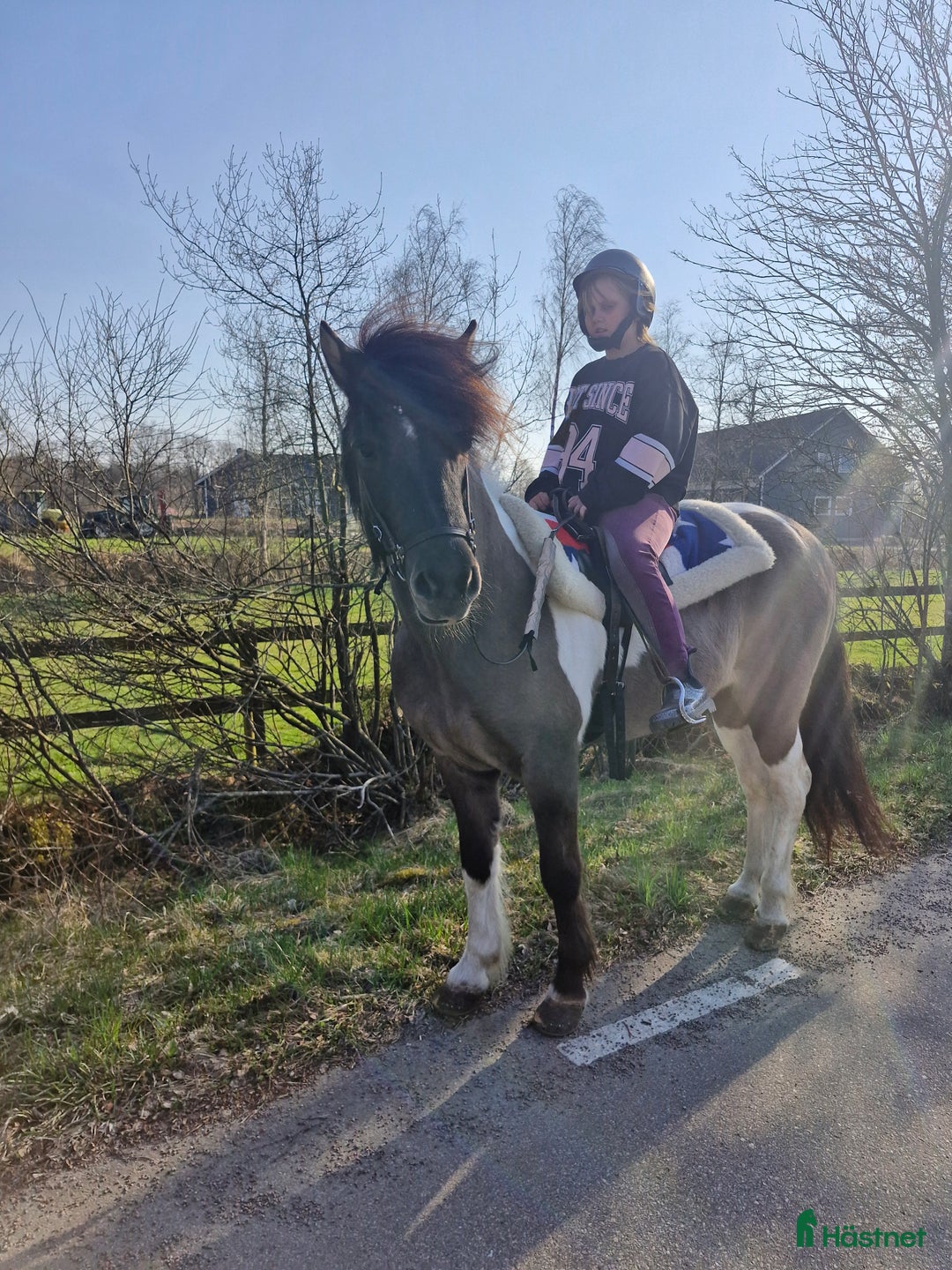  foderhäst sökes: Söker efter en bästa vän till dottern! i Hästveda - Annons 7