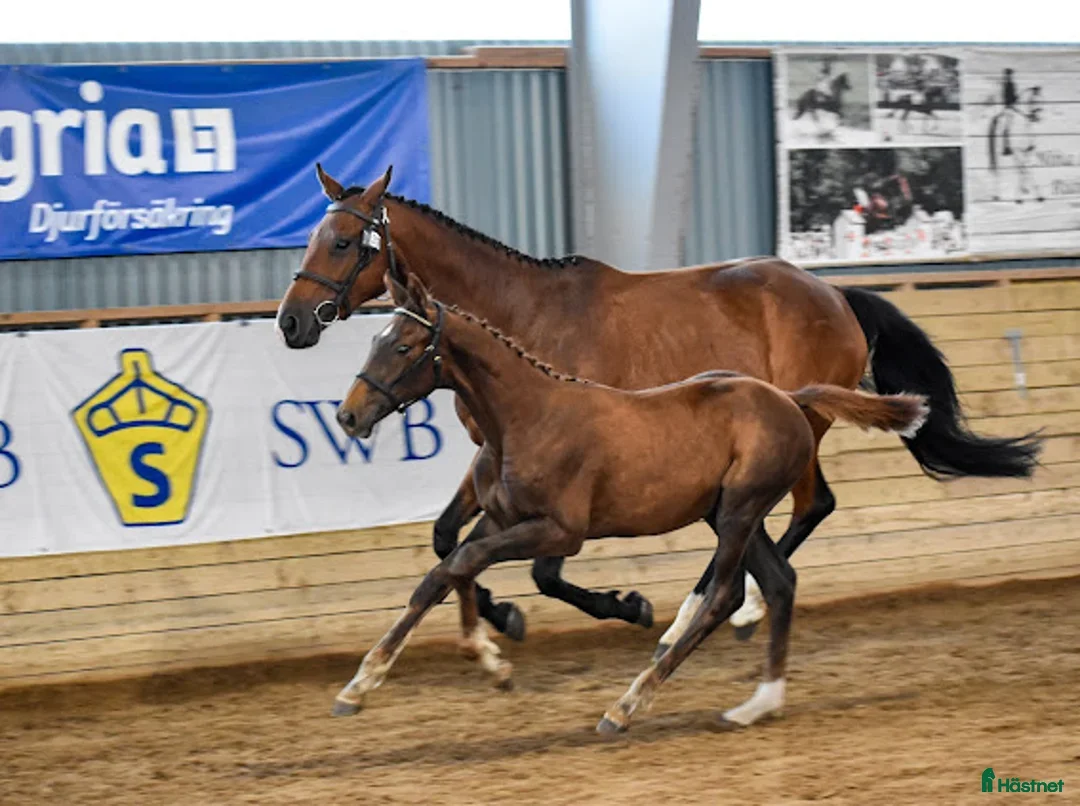 Hoppning hästar till salu: Fint stoföl efter LLoyd 1428 i Kisa - Annons 5