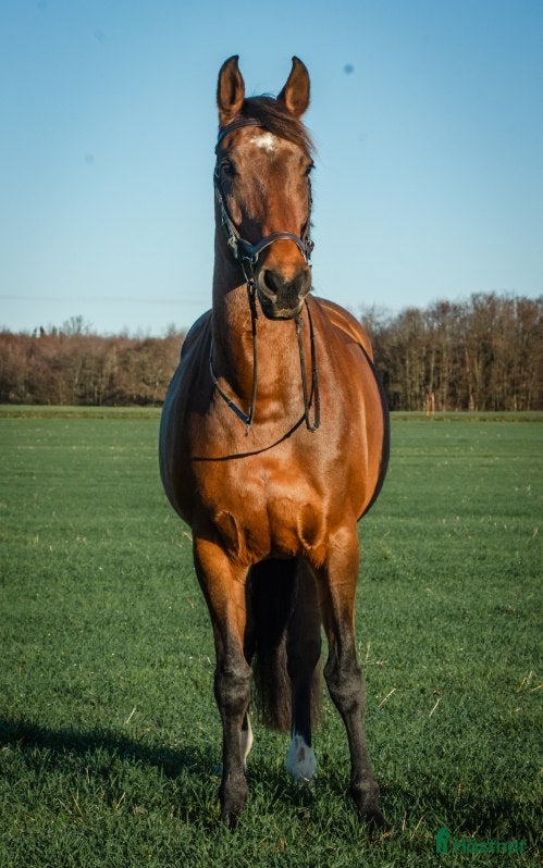  hästar Trevligt mångsidigt SWB-sto i Askersund - Annons 6
