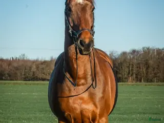 hästar Trevligt mångsidigt SWB-sto i Askersund - Annons 6