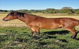 Trav hästar till salu: russ hingst 1år i Östhammar - Annons 5