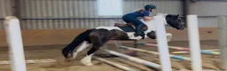Allround hästar till salu: Coloured D pony - Annons 16