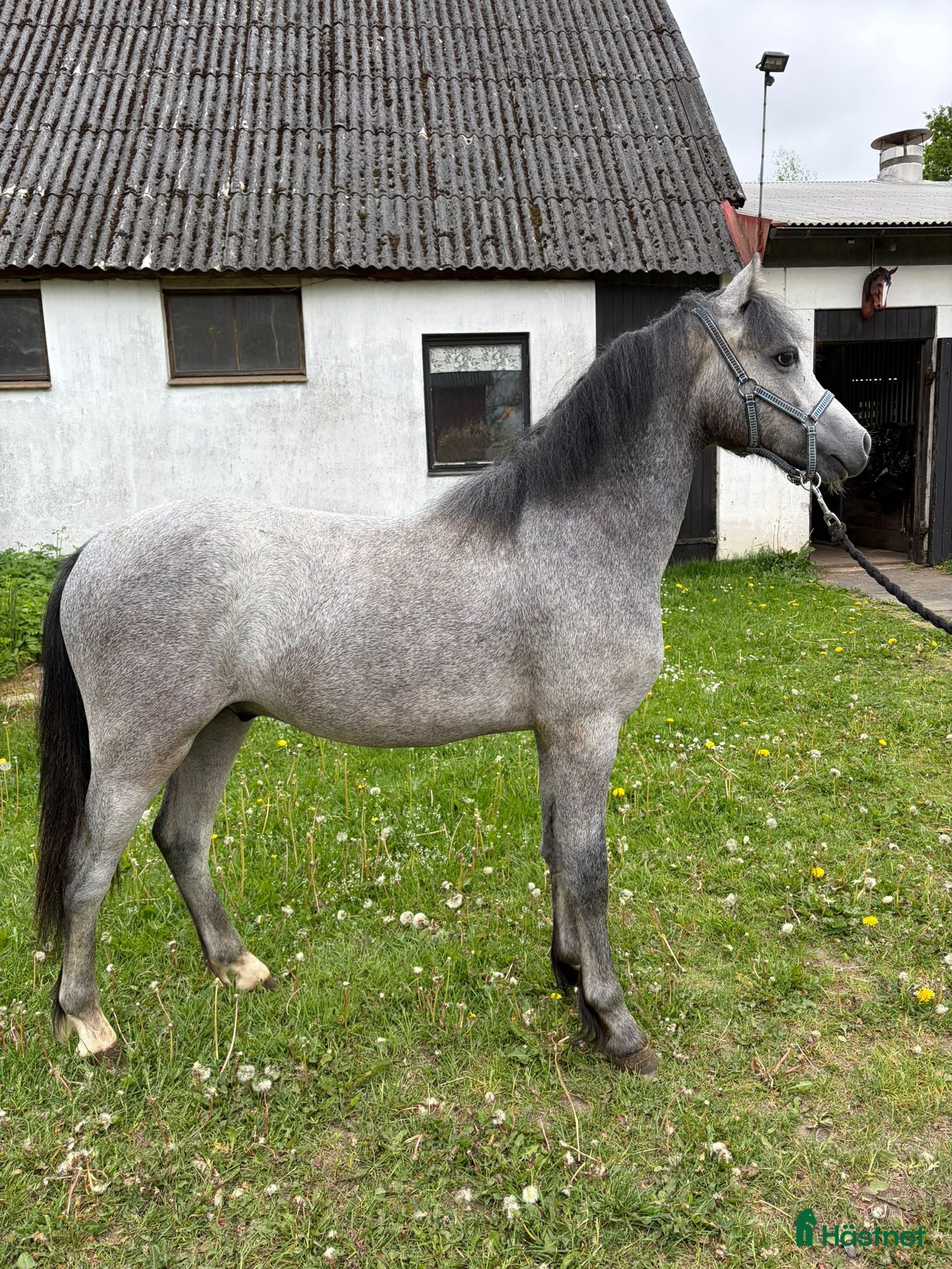  hästar Welsh Mountain ponnys - Annons 5