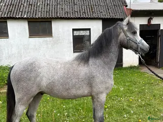hästar Welsh Mountain ponnys - Annons 5