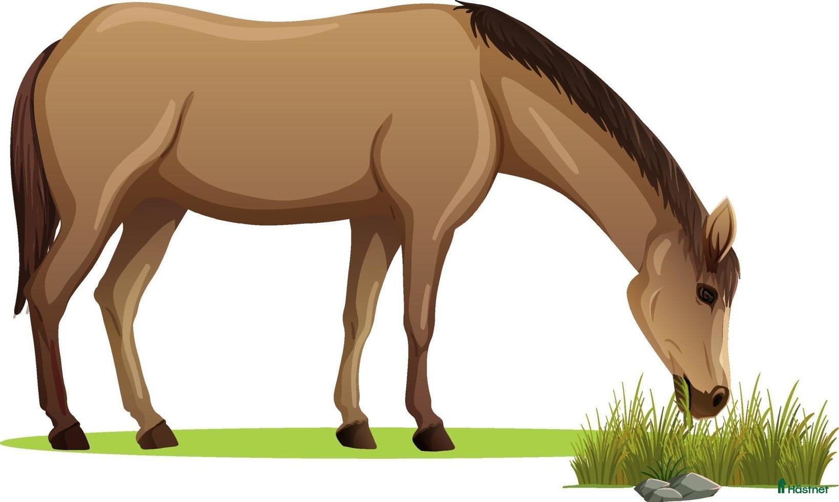  stallplats Lösdriftsplats i Nyköping - Annons 12