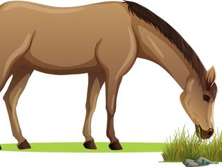 stallplats Lösdriftsplats i Nyköping - Annons 3