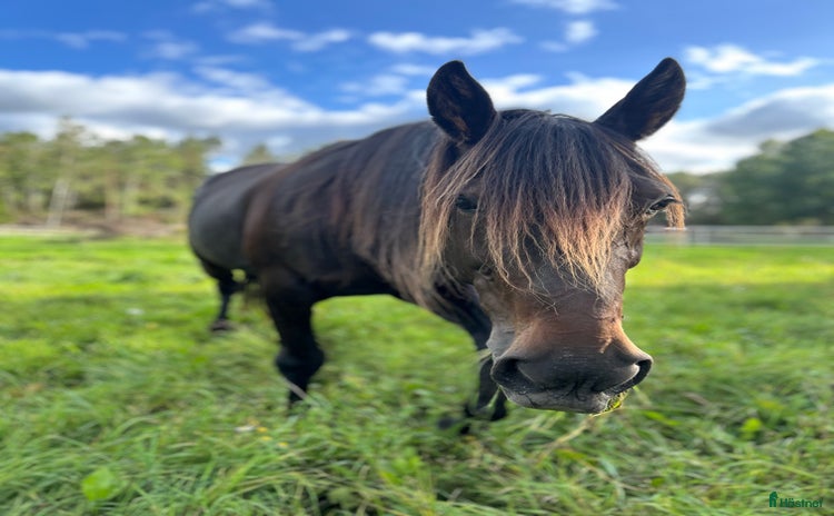  hästar i Almunge - Annons 8
