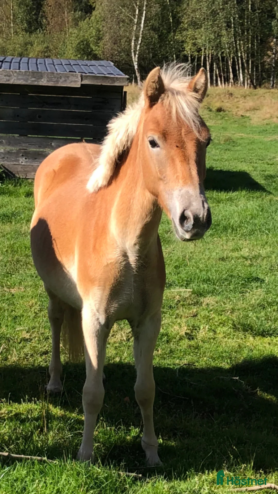 Körning hästar till salu: Genomsnäll toppstammad kvalitets ponny - Annons 4