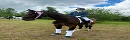 Hoppning hästar till salu: showjumping-dressur schoolmaster - Annons 3