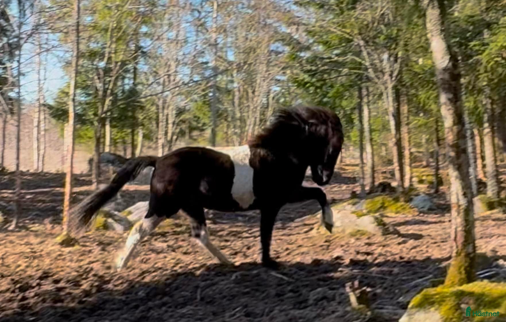  hästar 🌟 Juní, lovande ungt sto med äldre stam 🌟 i Köping - Annons 1