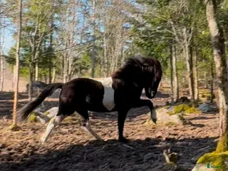 hästar 🌟 Juní, lovande ungt sto med äldre stam 🌟 i Köping - Annons 1