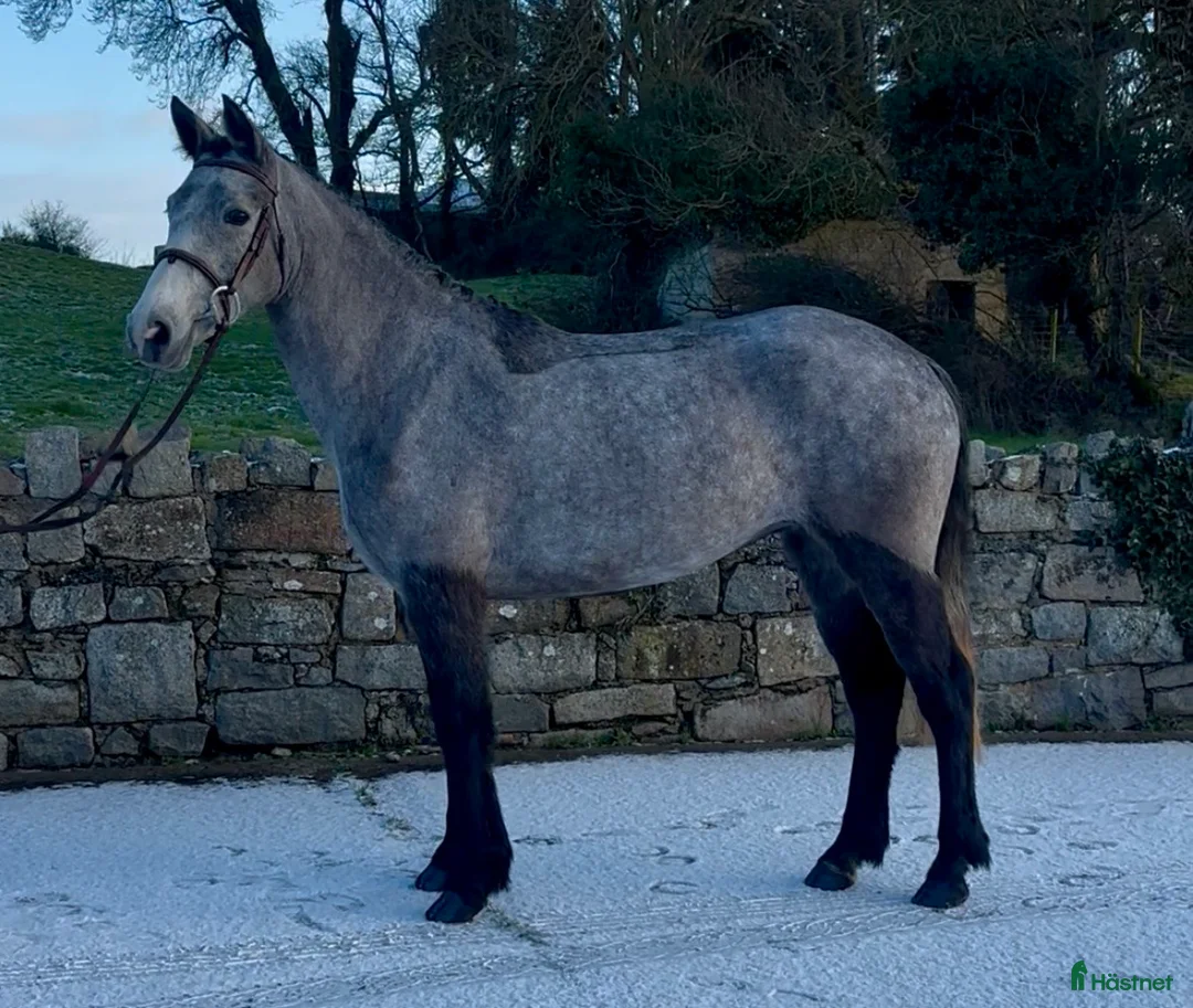 Allround hästar till salu: Beautiful Connemara Filly i Stockholm - Annons 3