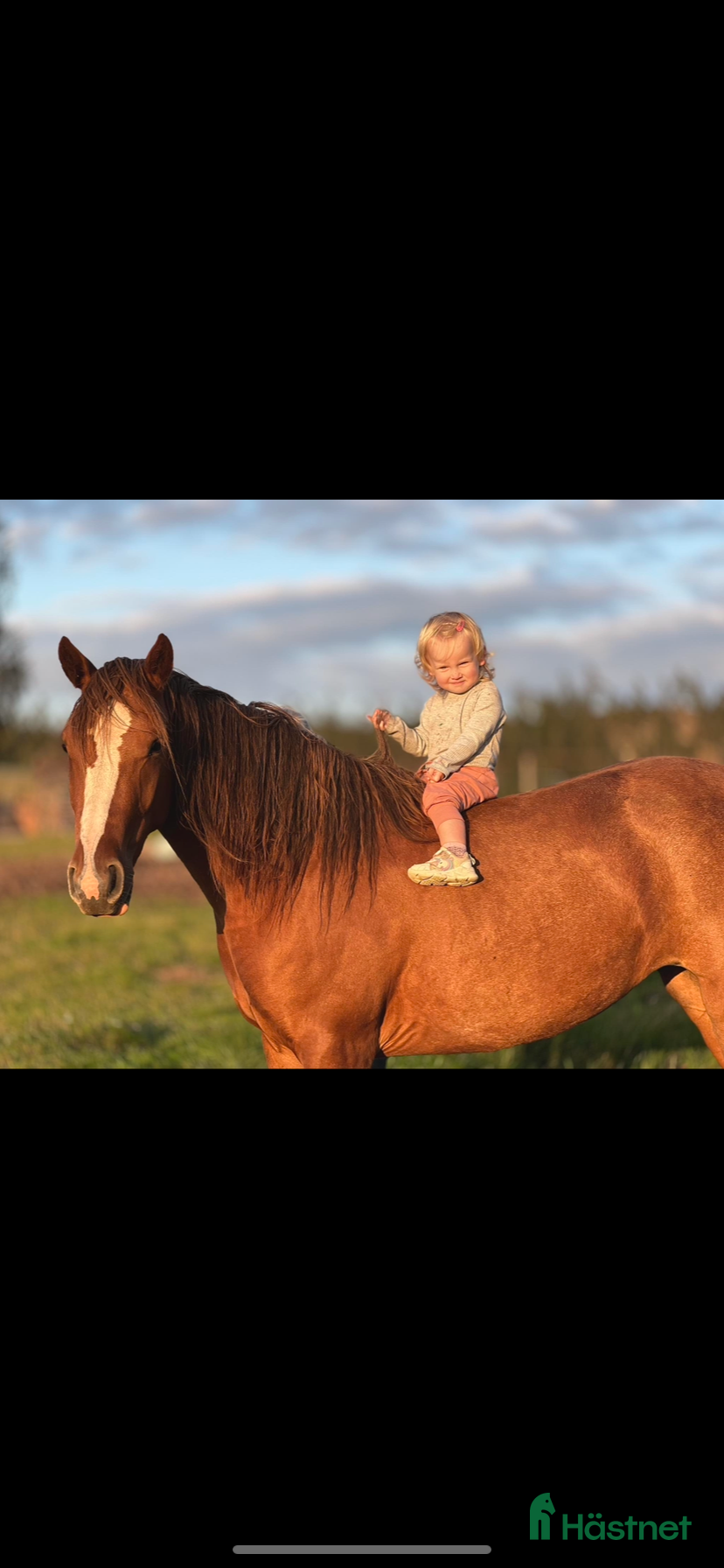  hästar Världens finaste ponny✨ - Annons 4