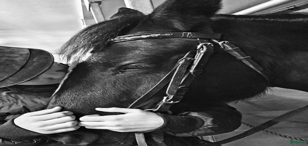 Galleribild {{count}}