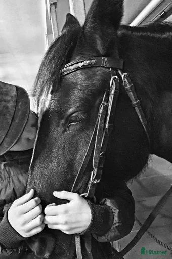 Galleribild {{count}}