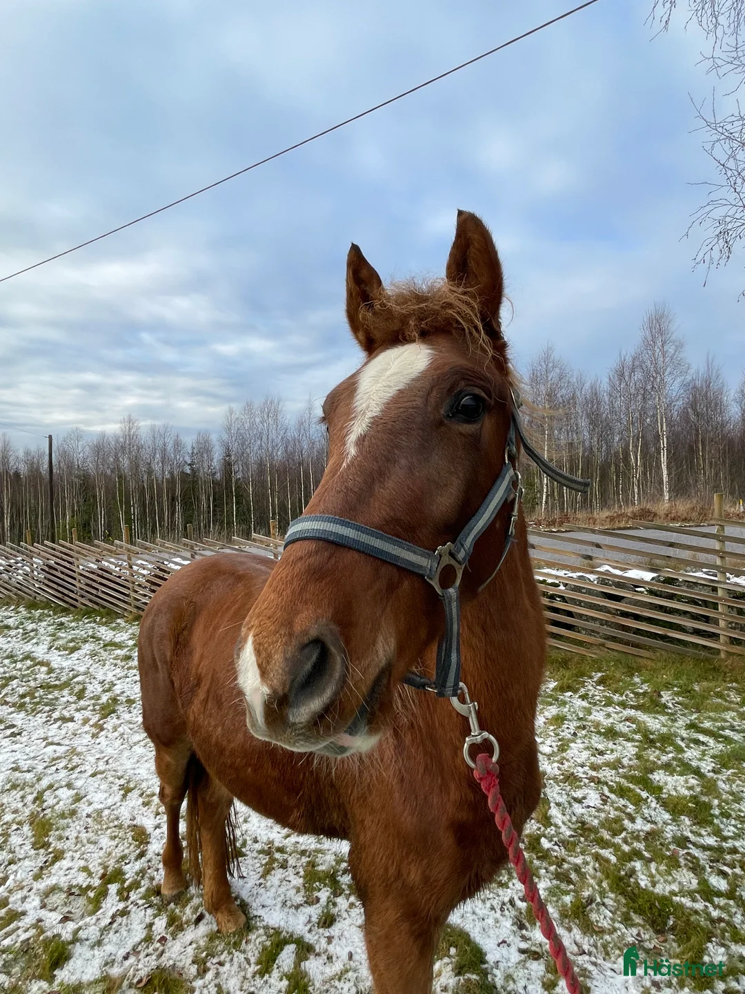 Allround hästar till salu: Inriden rocky mountain horse i Borås - Annons 3
