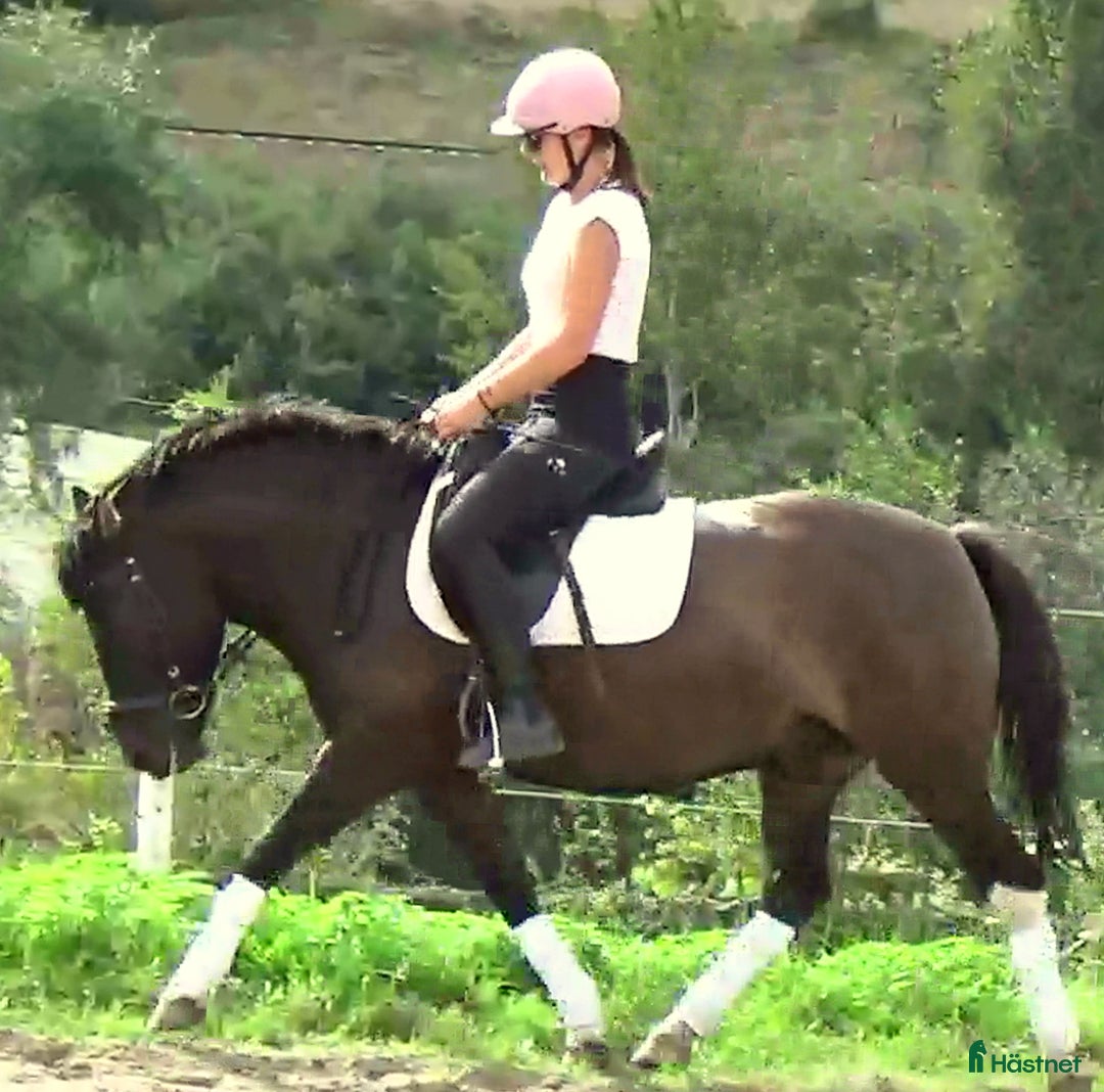 Allround hästar till salu: The talented Pony you’re looking for! i Örsundsbro - Annons 12