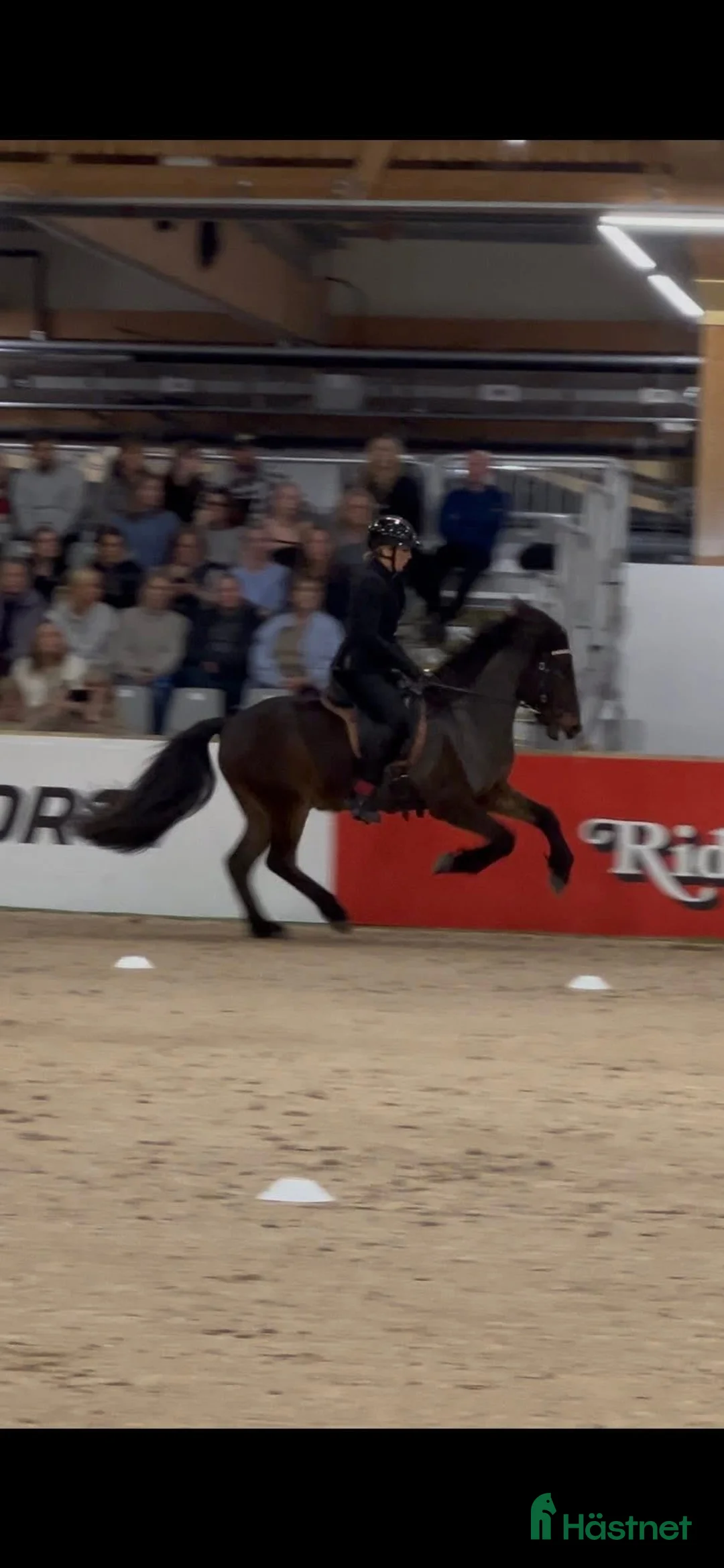 Island hästar till salu: Enastående 4-gångare för högsta klasserna! i Torestorp - Annons 4