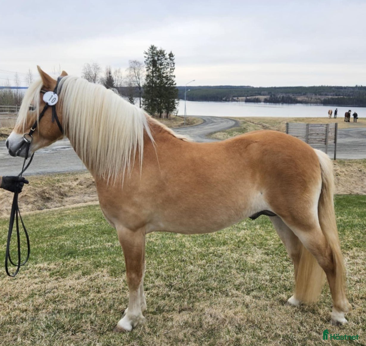 Allround hästar till salu: Trevlig ponny  i Oviken - Annons 1